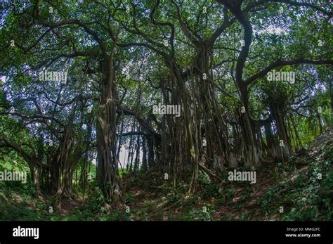  The Banyan Tree: Wie ein uralter Baum den Weg zur Erkenntnis ebnet!