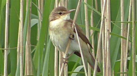  The Story of the Singing Reed -  Ein Lied der Natur, das die Herzen berührt!